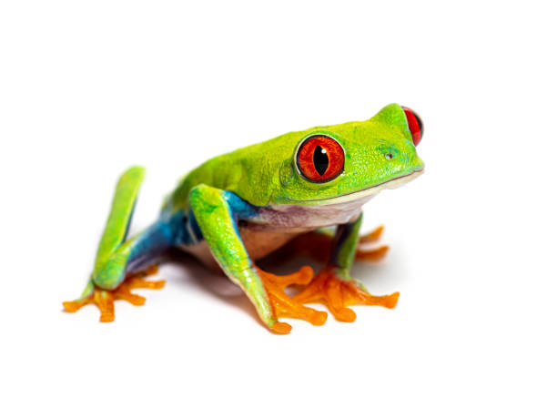 raganella dagli occhi rossi che guarda la telecamera, agalychnis callidryas, isolata su bianco - red frog foto e immagini stock