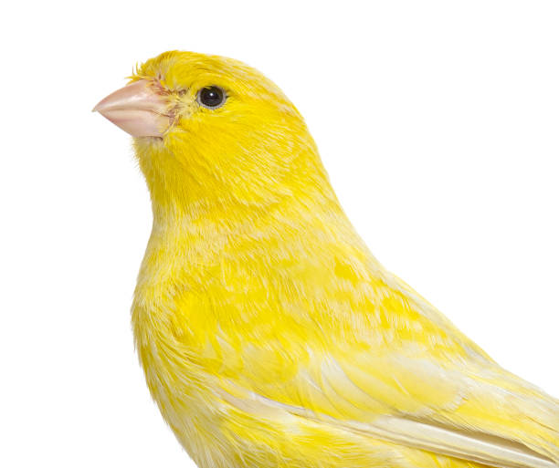 istock Close-up of a yellow canary isolated on white 1413832105