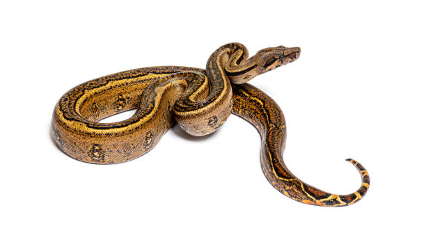 2,800+ Boa Constrictor Stock Photos, Pictures & Royalty-Free Images -  iStock  Boa constrictor white background, Red-tailed boa constrictor, Boa  constrictor tail