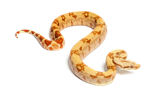 VPI sunglow het Anery Boa constrictor, isolated on white