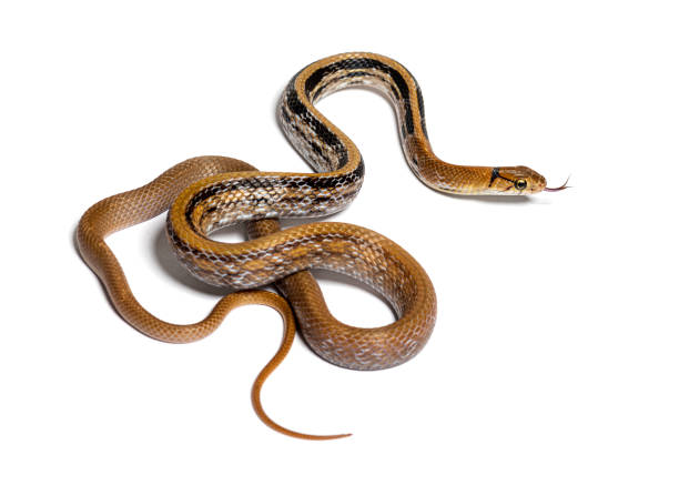 istock Copperhead rat snake tongue out, Coelognathus radiatus, isolated on white 1413832393