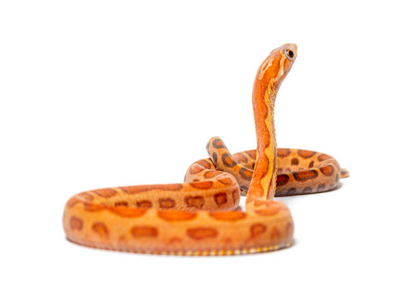 istock pantherophis guttatus scaleless, isolated on white 1413832421
