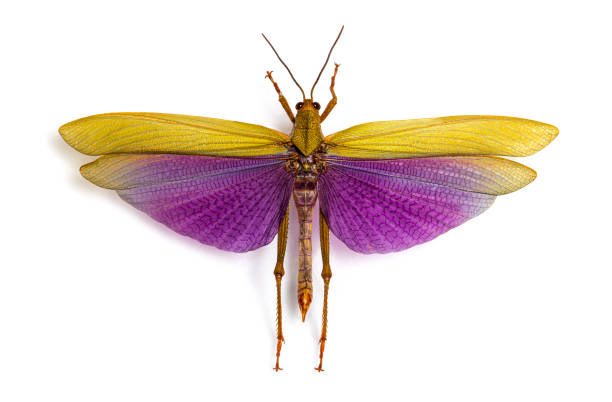 istock Grasshopper specie Titanacris albipes Male, dead, isolated on white 1413832438