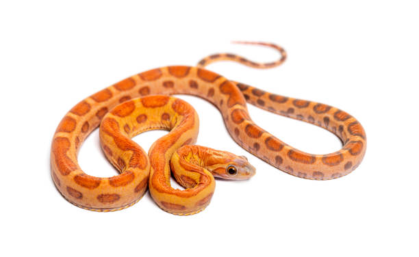 istock pantherophis guttatus scaleless, isolated on white 1413832448