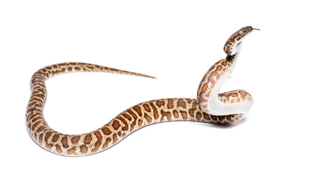 istock Children's python, Antaresia childreni, sniffing attacking tongue out, isolated on white 1413832636