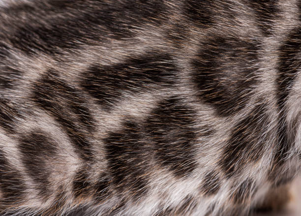 istock Close-up on the Bengal cat kitten fur 1413832690