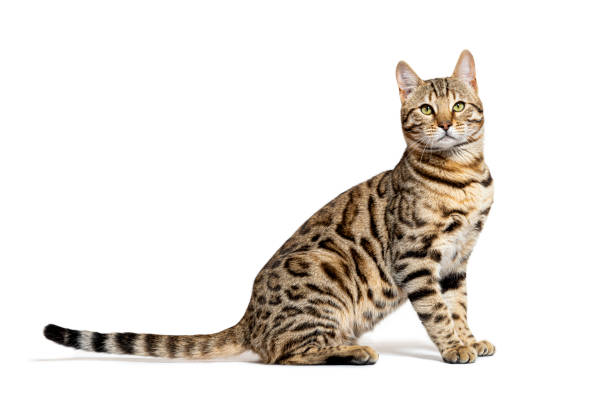 istock profile of a Bengal cat sitting and looking at the camera 1413832713