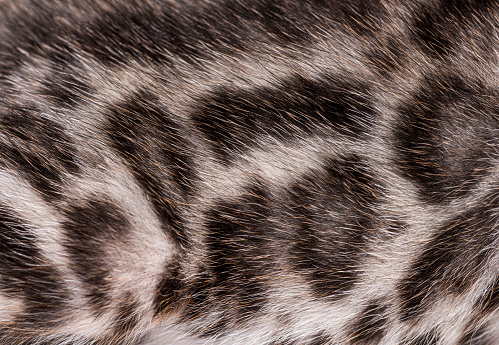 Close-up on the Bengal cat kitten fur
