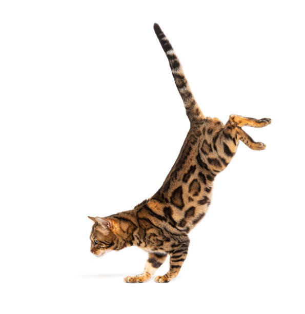Side view of a Bengal cat jumping down, isolated on white stock photo