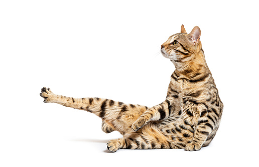 profile view of a bengal cat stretching itself, isolated on white