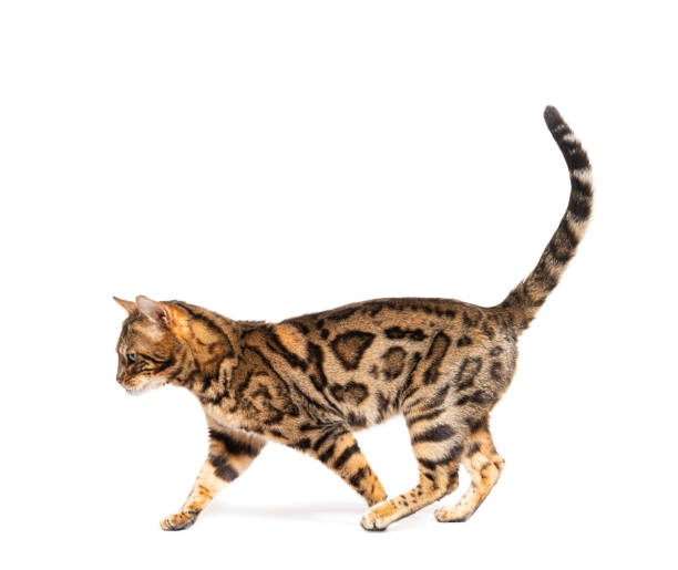 istock Side view of a Bengal cat walking, isolated on white 1413832751