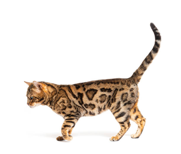 istock Side view of a Bengal cat walking, isolated on white 1413832758