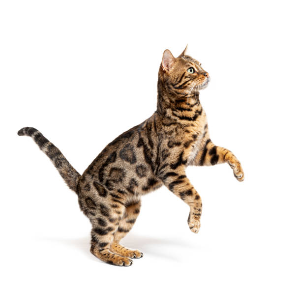 มุมมองด้านข้างของแมวเบงกอลกระโดดขึ้นโดดเดี่ยวบนสีขาว - purebred cat ภาพสต็อก ภาพถ่ายและรูปภาพปลอดค่าลิขสิทธิ์