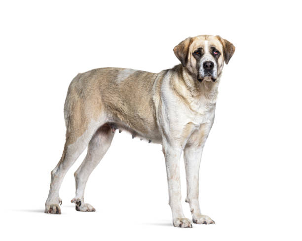 istock profile view of a Transmontano Mastiff, isolated on white 1413832795