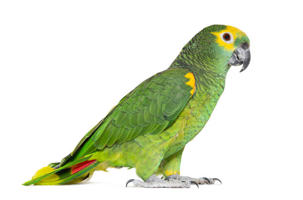 istock Blue-fronted parrot, Amazona aestiva, Isolated on white 1413832817