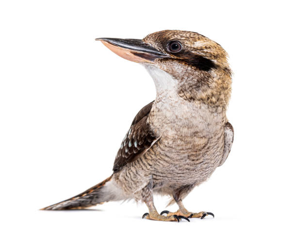 istock Kingfisher Laughing kookaburra, Dacelo novaeguineae, isolated on white 1413832852