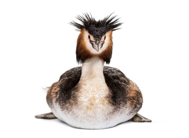 istock Great crested grebe, Podiceps cristatus, isolated on white 1413832870