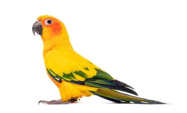 istock Sun parakeet, bird, Aratinga solstitialis, isolated on white 1413832871