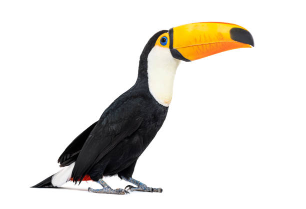istock Toucan toco, Ramphastos toco, isolated on white 1413832953