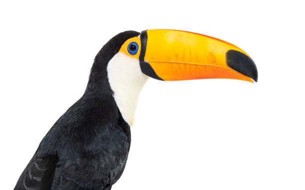 istock Toucan toco, Ramphastos toco, isolated on white 1413832955