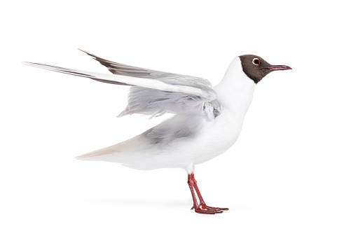 Adult summer plumage, black-headed gull, flapping wings, Chroicocephalus ridibundus, isolated on white