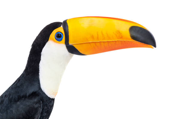 istock Toucan toco, Ramphastos toco, isolated on white 1413832977