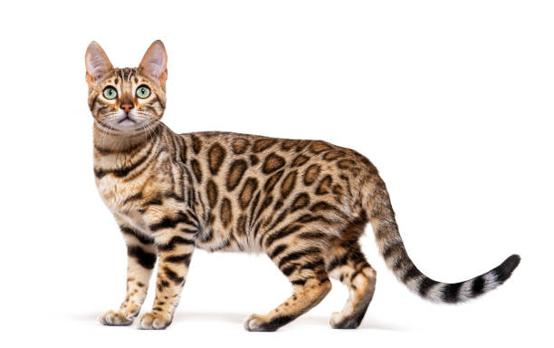 chat bengale brun debout, vue de côté, isolé sur blanc - bengal cat photos et images de collection