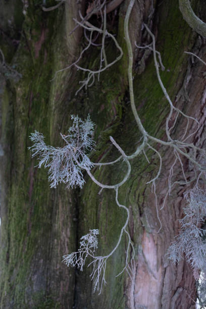 одинокая ветвь кипариса - cypress tree bark tree wood стоковые фото и изображения