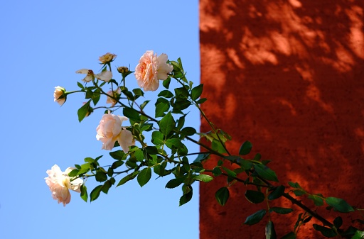 Pink roses in front of red wall and blue sky, with shadows of plants and sunlight.