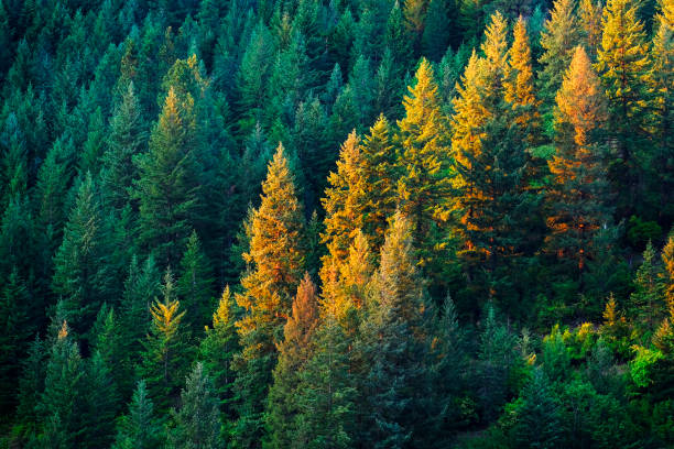 pine tree forest golden evening light - pine sunset night sunlight imagens e fotografias de stock