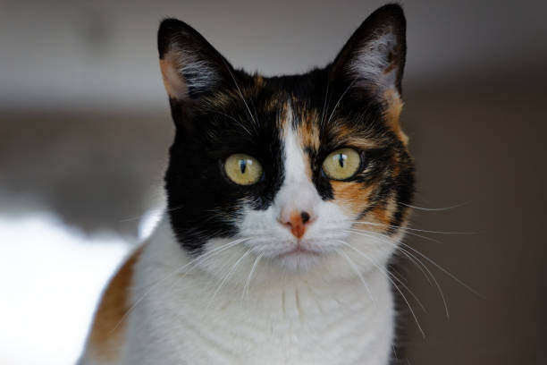 istock Domestic female Isabelle cat close up 1413836667