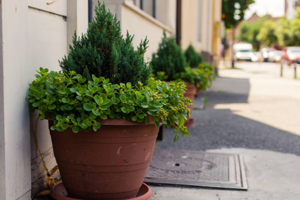 Decorative Thuja fir in clay pot on a sidewalk next to a building wall
