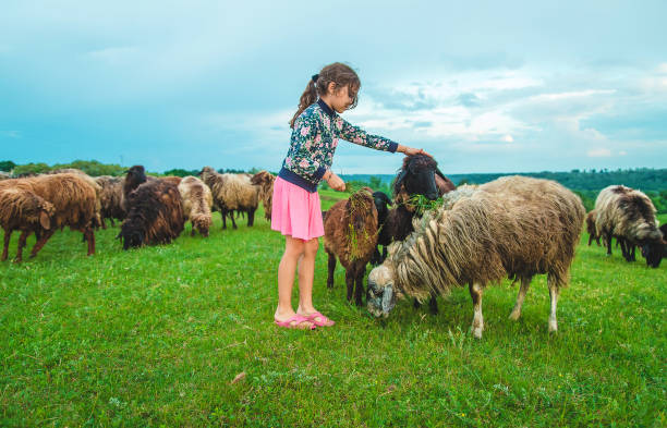 istock Girl Holding Grass Standing By Sheep 1413838926