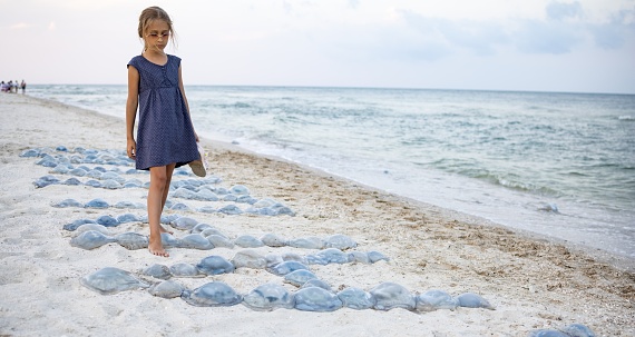 A girl with tanned legs and bright sandals in her hand, walks along sandy beach that were strewn with dead creepy dangerous jellyfish that were carried away by sea waves