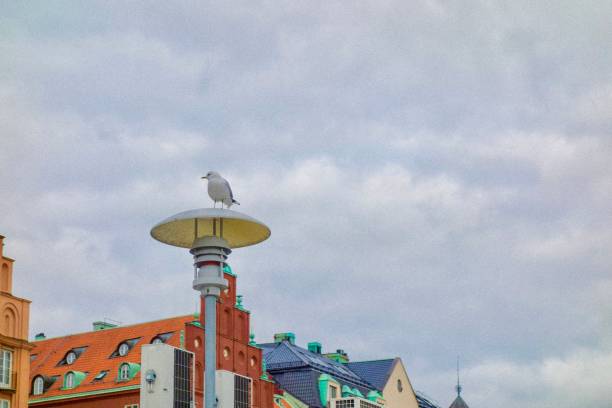 istock Stockholm skyline with bird 1413841325