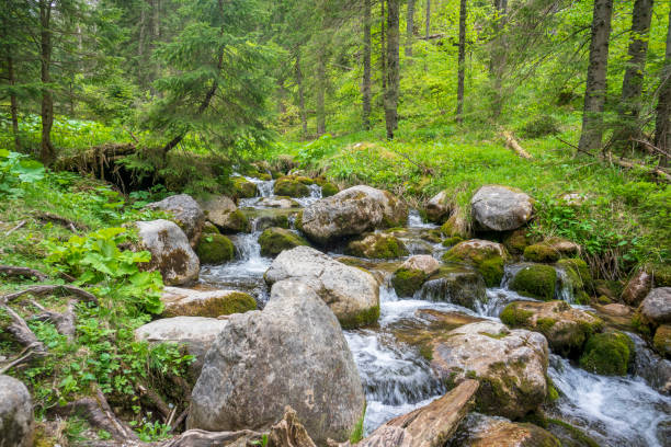 Great spring landscape in the Mala Laka Valley. Western Tatras.