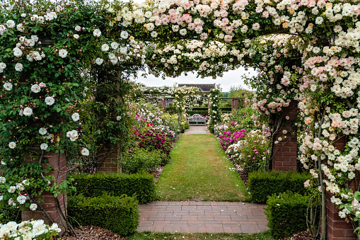Beautiful arches with white and colorful climbing blooming English roses in David Austin Roses garden, England