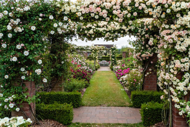 Beautiful arches with white and colorful climbing blooming English roses in David Austin Roses garden, England stock photo