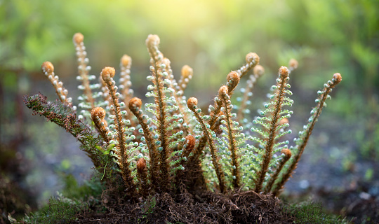 Fern growing in forest. Close-up, macro shot. Selective focus, nature background