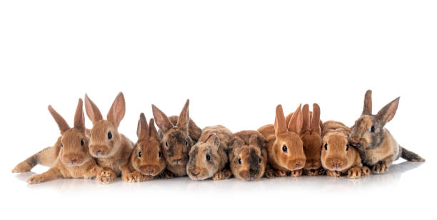 groupe de lapins rex - dalmatian rabbit photos et images de collection