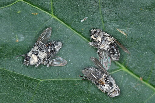 Flies killed by entomopathogenic fungus Beauveria bassiana.  Infected insects are covered with a white mold.