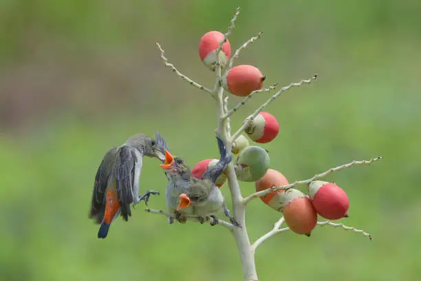 Photo of Female scarlet-headed flowerpecker bring food to their chicks