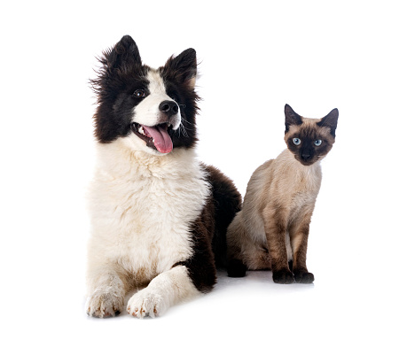 young Yakutian Laika and cat in front of white background