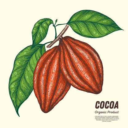 Cocoa beans vector illustration. Hand drawn. Chocolate design. Chocolate beans. Vintage illustration. Cocoa pod.