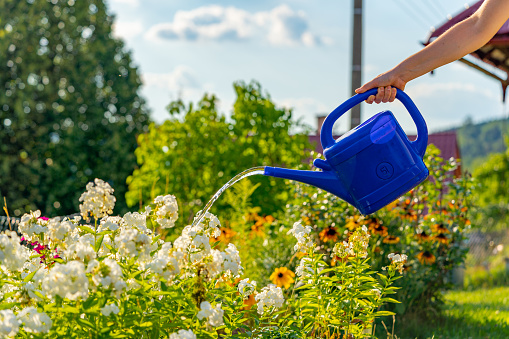 unknown woman is watering flowers in garden with blue watering can, no rain, climate change, dry soil, blue sky, gardener concept