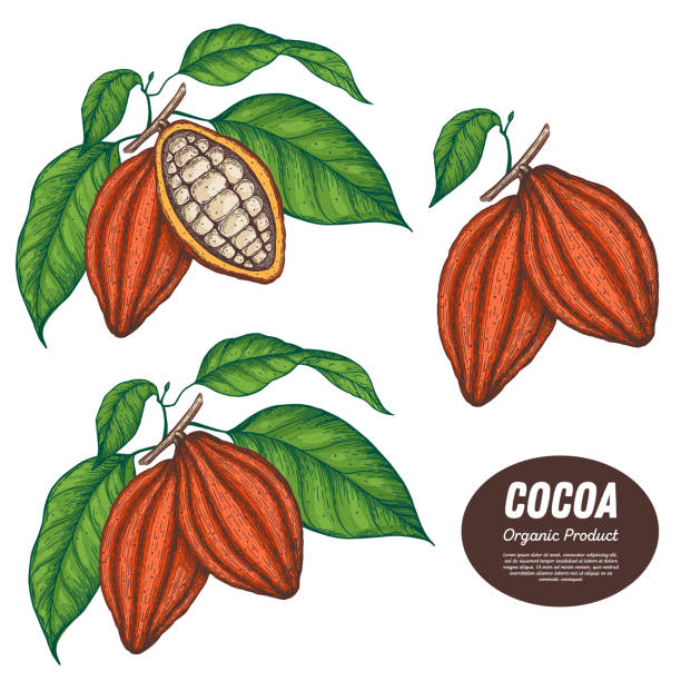 Cocoa Powder Graphics 220+ Chocolate Powder On White Background Stock Illustrations, Royalty ...