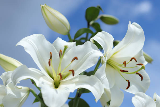 giglio madonna bianca. fiore di lilium candidum su sfondo blu. biglietto di auguri di fiori di giglio pasquale con spazio di copia. san valentino. festa della mamma. liliaceae. lilium longiflorum bianco - single flower flower mothers day easter foto e immagini stock