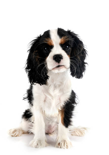 istock puppy cavalier king charles 1413846985