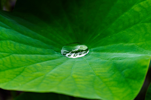 Beautiful large drops of morning dew in nature, selective focus. Drops of clean transparent water on green nasturtuim leaf. Spring summer natural background. Nature concept