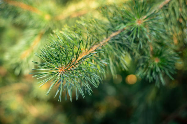 A green branch of a spruce tree in close-up. Forest trees, soft sunlight. Copy space stock photo
